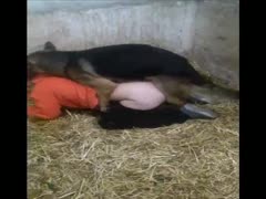 This video shows a drenched, Dick-deprived college trollop being thrashed by a powerful K9.
